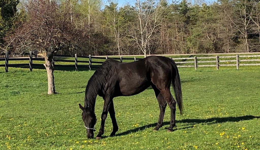 Maple Beech Farm | 796183 3rd Line E, Mulmur, ON L9V 0H2, Canada | Phone: (519) 925-9981