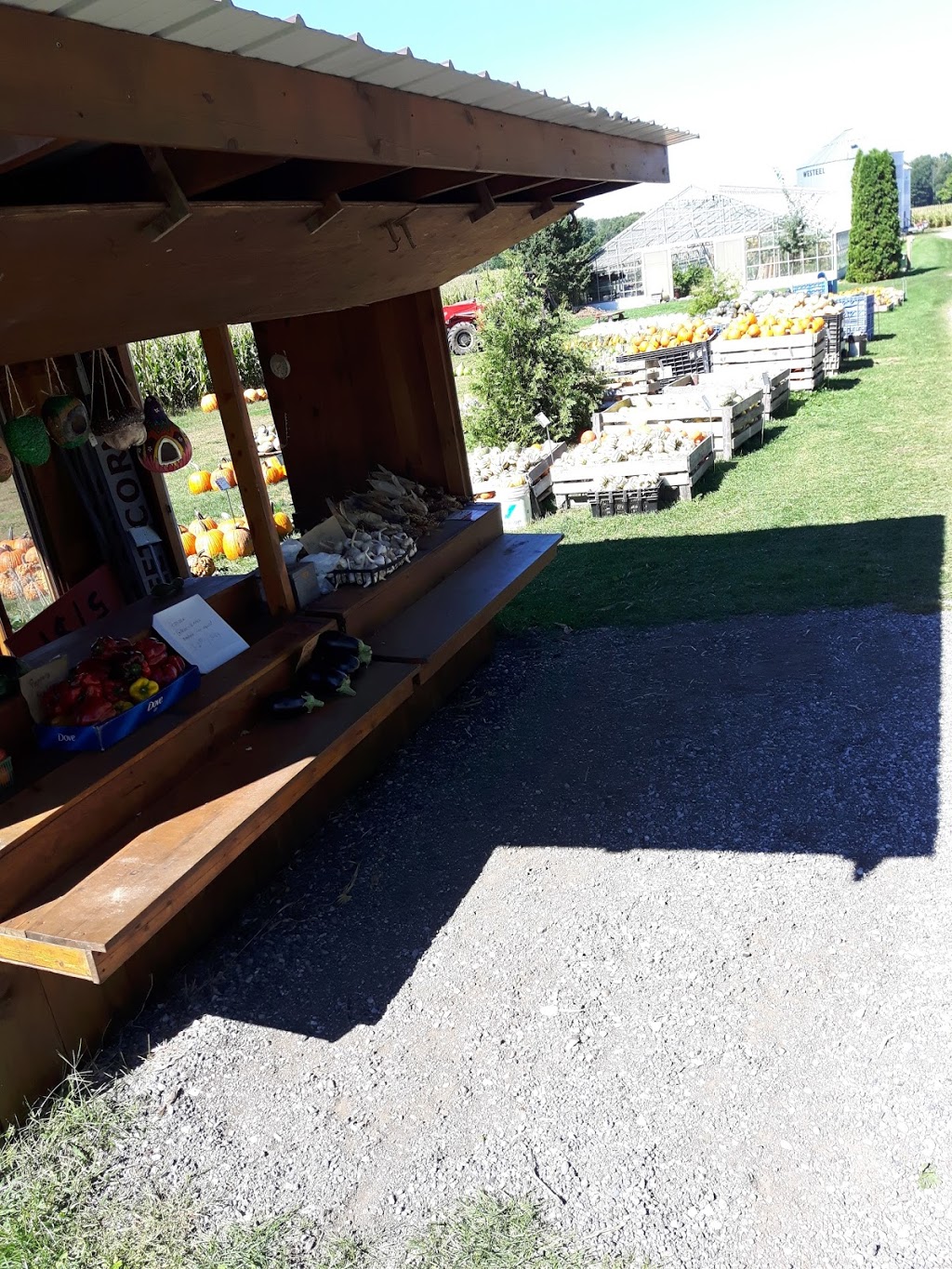 Andy & Maria Noorenberghe Farm | 8934 Glendon Dr, Mount Brydges, ON N0L 1W0, Canada | Phone: (519) 264-2969