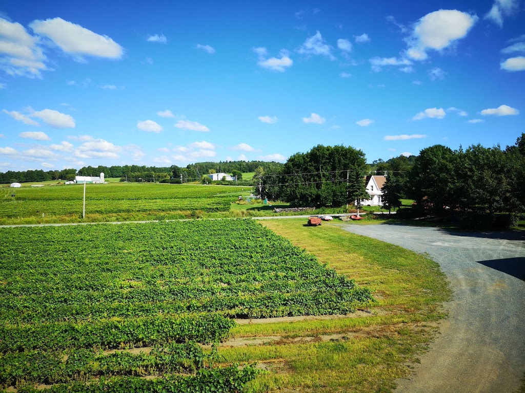 Tire-Bouchon De LOrpailleur | 1086 Rue Bruce, Dunham, QC J0E 1M0, Canada | Phone: (450) 295-2763