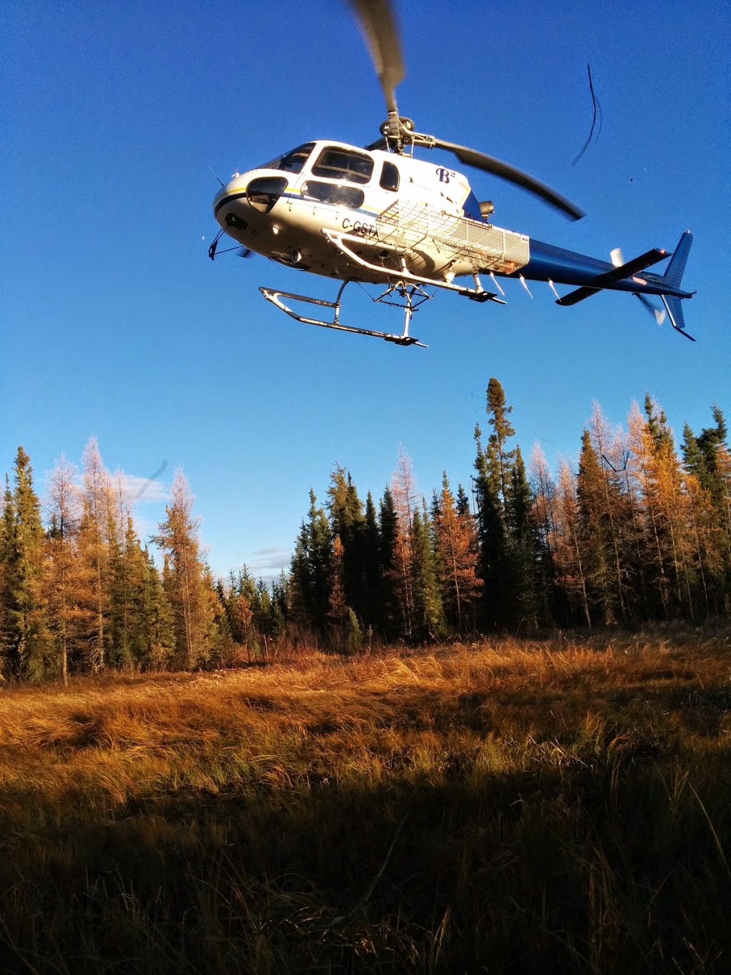 Platanus Ecological Consulting | 13 Dudhope Ave, Cambridge, ON N1R 4S9, Canada | Phone: (519) 829-0347