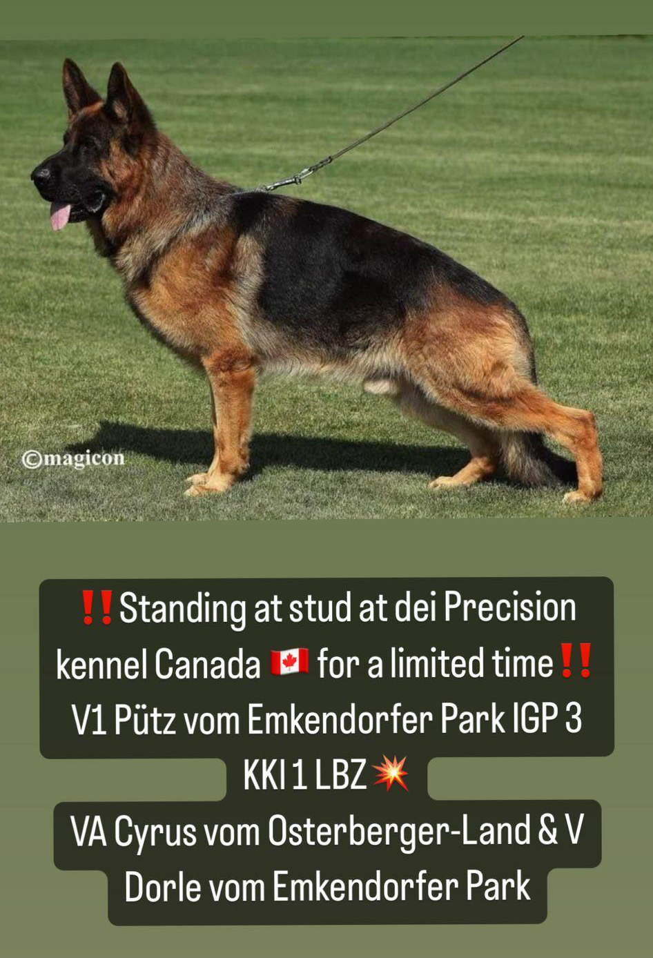 Dei Precision German Shepherds | 1233 Kilbride St, Burlington, ON L7P 0H2, Canada | Phone: (416) 887-7778
