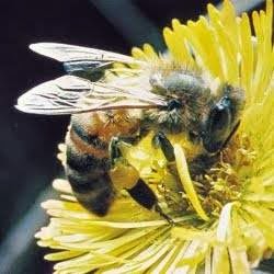 GVRD Bee Removal | 5460 52 Ave, Delta, BC V4K 2C6, Canada | Phone: (604) 644-9491