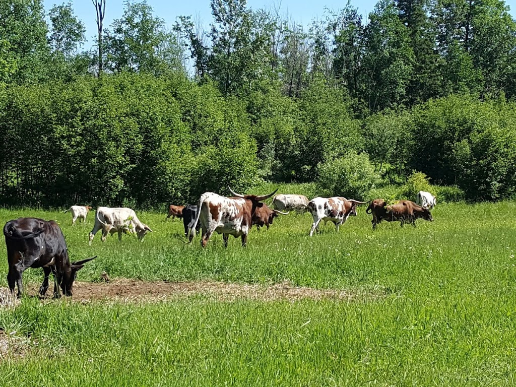 Opeongo Springs Longhorn Grass Fed Beef | 2290 Opeongo Rd W, Eganville, ON K0J 1T0, Canada | Phone: (613) 415-1506