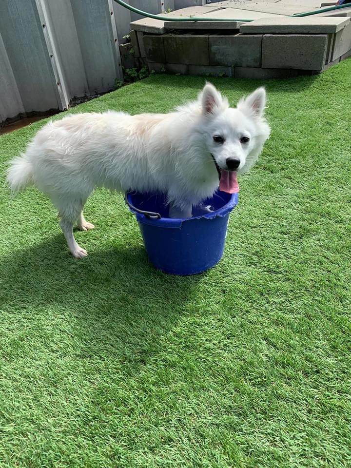 Paw Prints Doggy Daycare & Grooming Inc. | 401 Bluewater Rd #4, Bedford, NS B4B 1J7, Canada | Phone: (902) 832-9323