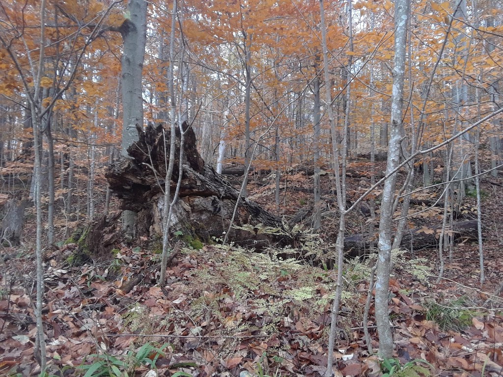 Kinghurst Nature Reserve | 175195 Concession Rd 6, Elmwood, ON N0G 1S0, Canada | Phone: (800) 440-2366