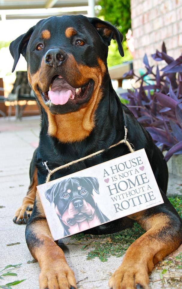 Rottweiler inc | 87 Berkshire Close NO, Calgary, AB T3K 1Z2, Canada | Phone: (403) 608-5614