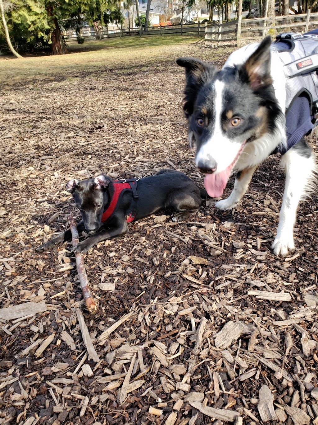 Confederation Park Dog Park | 4598 Penzance Dr, Burnaby, BC V5C, Canada