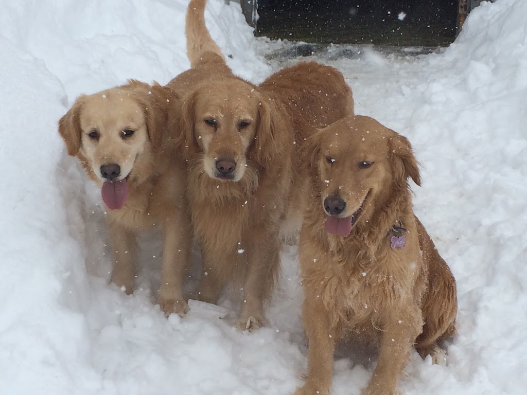 Élevage Canopy Golden Retrievers | 84 La Petite Ligne, Saint-Alexis, QC J0K 1T0, Canada | Phone: (450) 750-6626