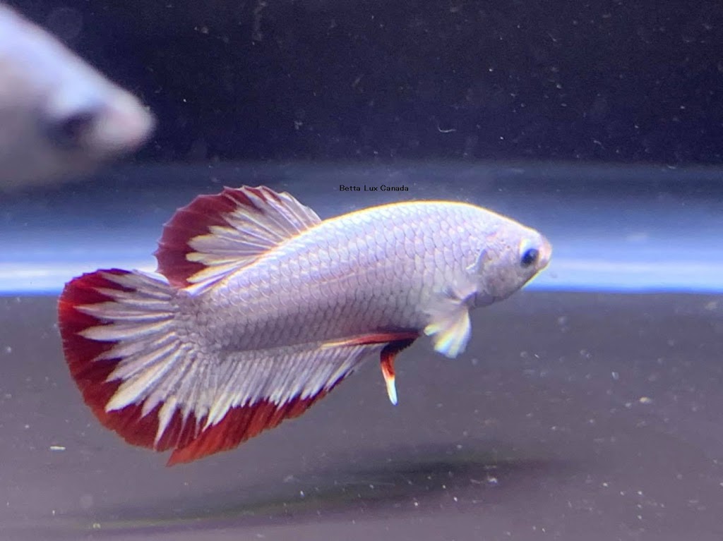 Betta Lux Canada | 536 Third St Unit 12, London, ON N5V 4R5, Canada | Phone: (226) 700-0224