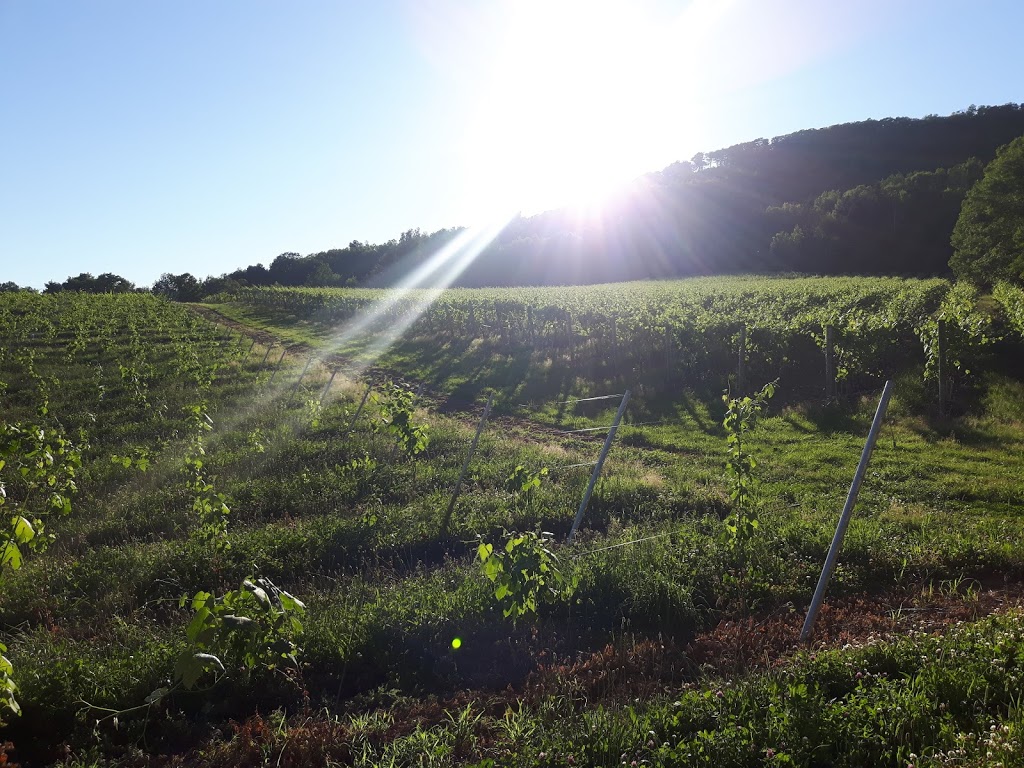 Woodside Vineyard | Kings, Subd. B, NS B0P 1H0, Canada | Phone: (902) 670-1181