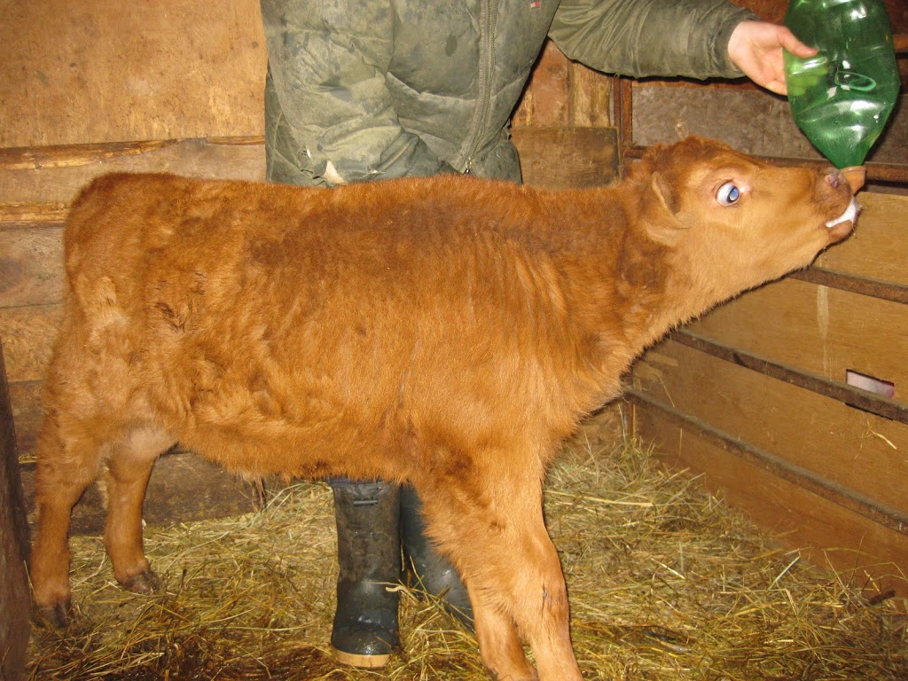 Sunny Meadow Farm | 3073 Flos Rd 5 W, Phelpston, ON L0L 2K0, Canada | Phone: (705) 322-2304