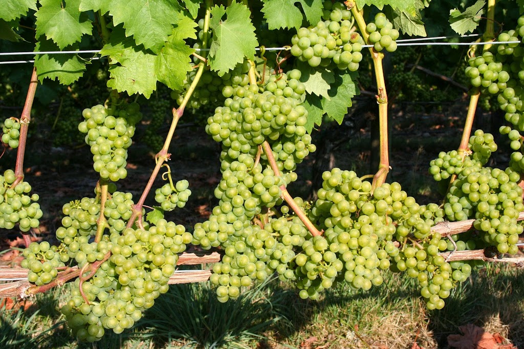 Symphony Vineyard | 6409 Oldfield Rd, Saanichton, BC V8M 1X8, Canada | Phone: (250) 208-8784