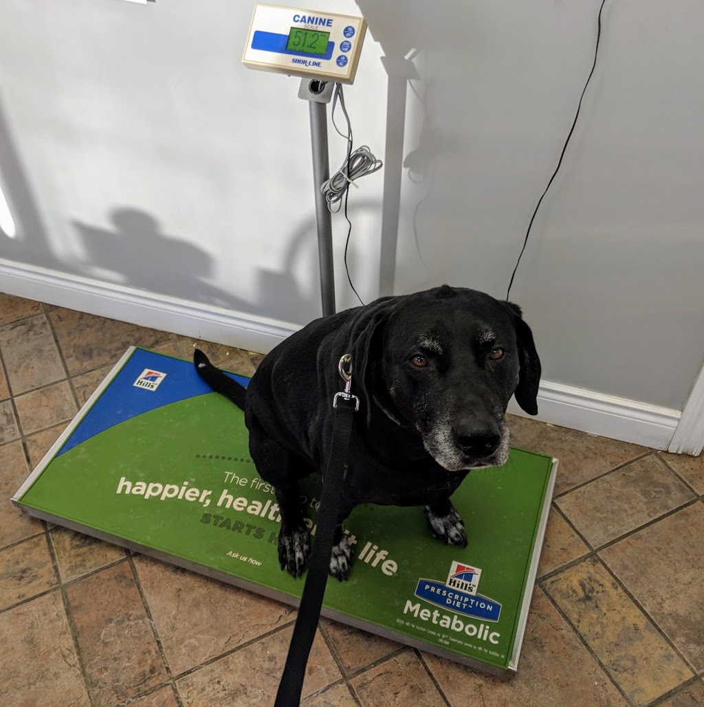 East Mountain Animal Hospital | 1175 Stone Church Rd E, Hamilton, ON L8W 2C6, Canada | Phone: (905) 389-0707