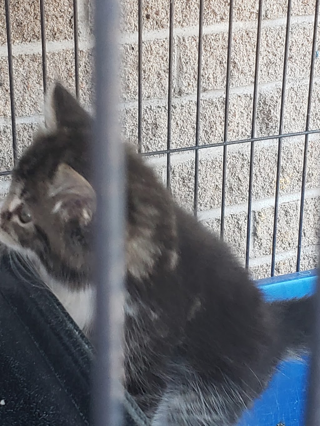 Pet Valu | 38 George St Unit 130, New Glasgow, NS B2H 2K1, Canada | Phone: (902) 752-7531