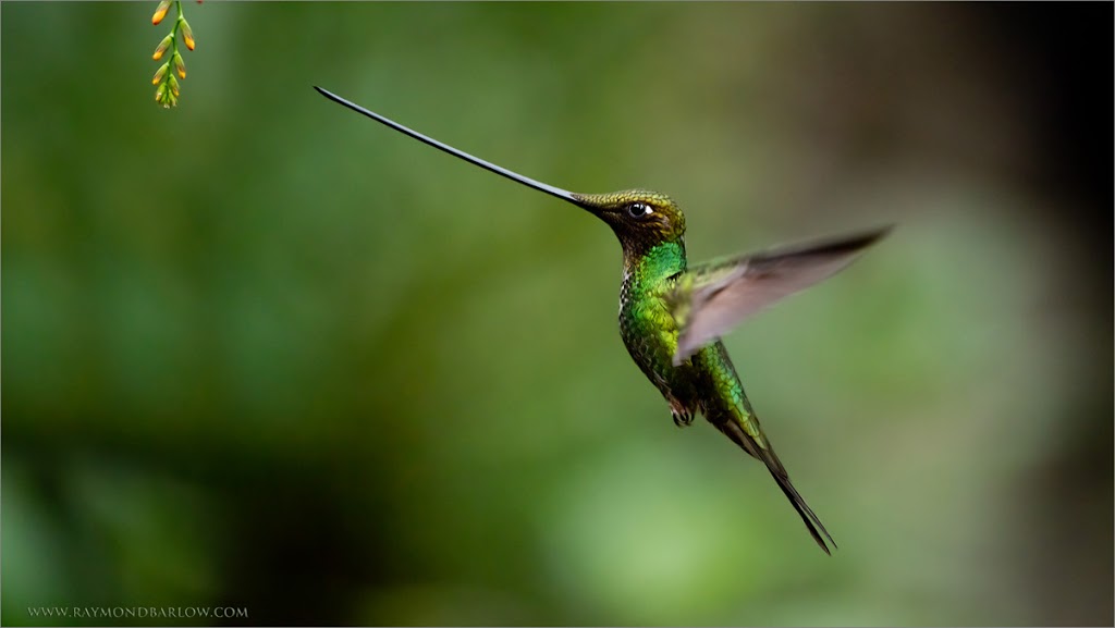 Raymond Barlow Nature Photo Tours | 242 Lakeport Rd Suite 6, St. Catharines, ON L2N 6V2, Canada | Phone: (905) 520-8853