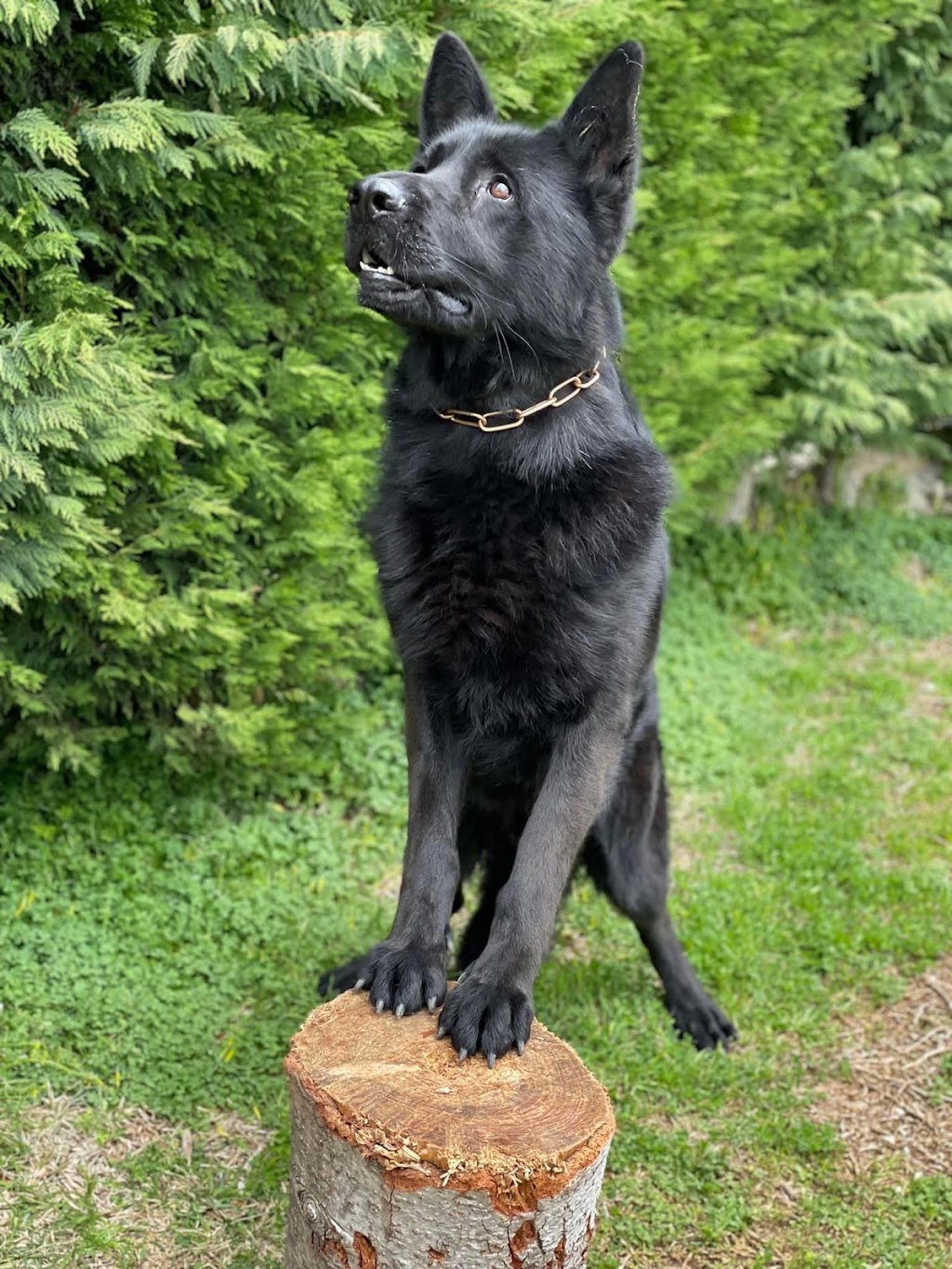Dog trainer Dog Walker | 206 Ste-Anne Ave., Vanier, ON K1L 7C2, Canada | Phone: (438) 927-1561
