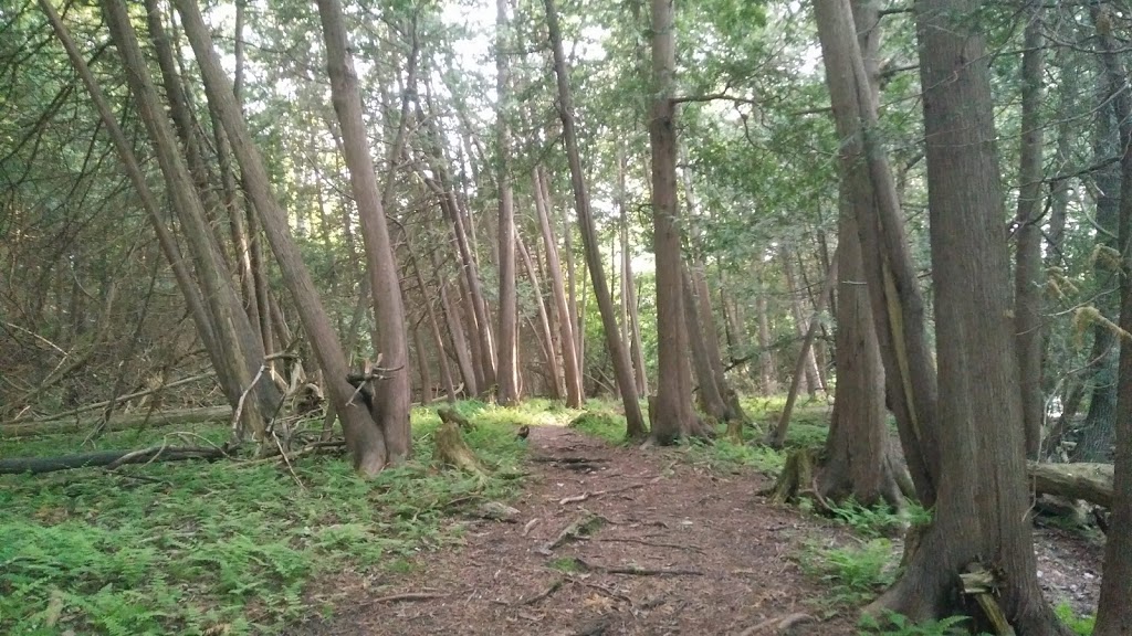 Vivian Creek Park | Center Street, Mount Albert, ON L0G 1M0, Canada | Phone: (905) 905-1111