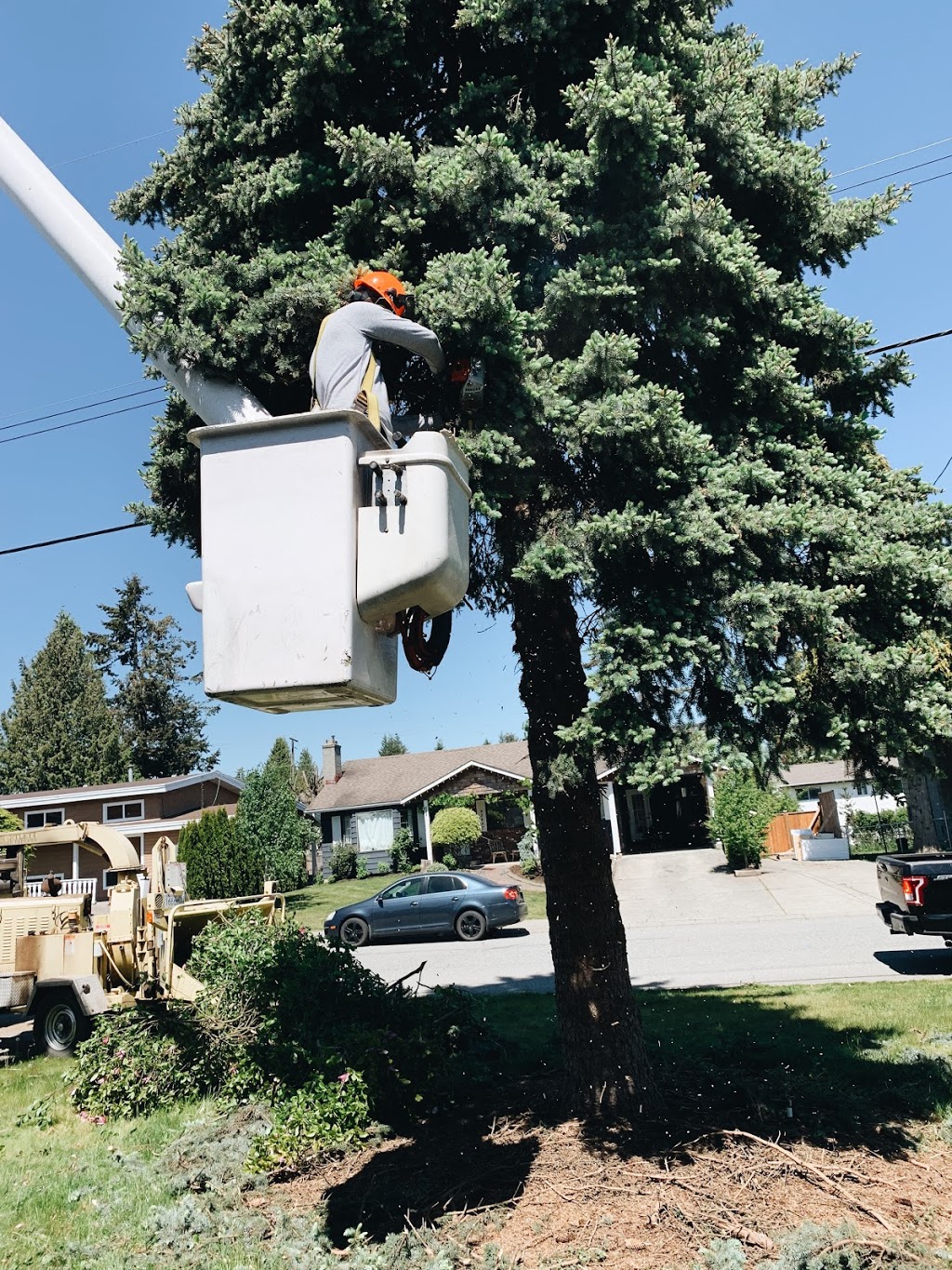 Diamond Tree Service | 5390 Beharrell Rd, Abbotsford, BC V3G 1P8, Canada | Phone: (604) 832-2317