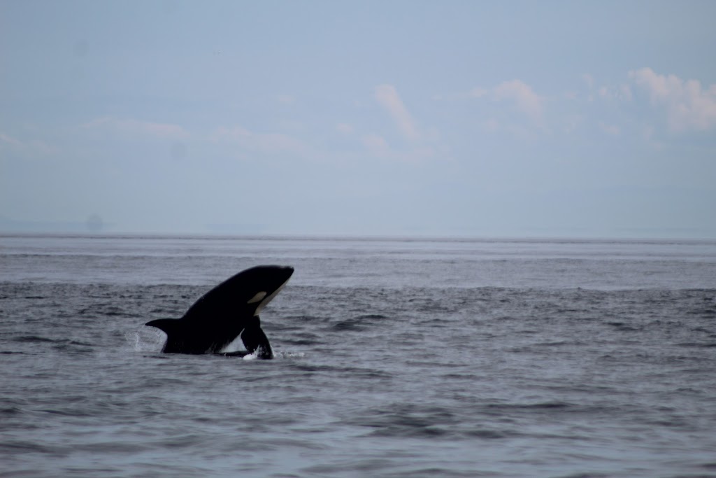Blackfish Tours by Outer Island Expeditions | 2201 Skyline Way, Anacortes, WA 98221, USA | Phone: (360) 376-3711