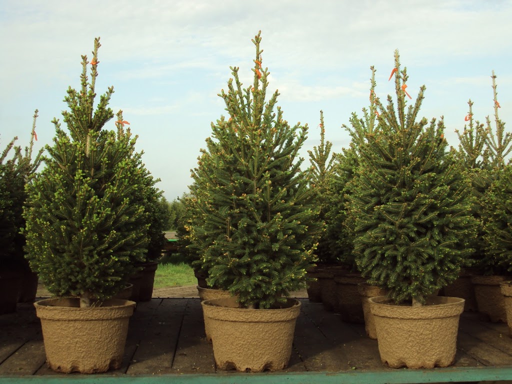 Sloan Nursery & Christmas Trees | 30718 Zone Rd 8, Bothwell, ON N0P 1C0, Canada | Phone: (519) 695-3525