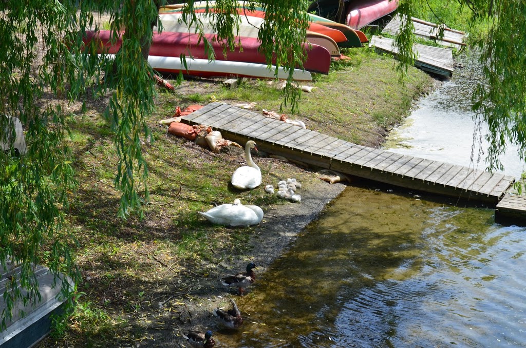 Algonquin Island Park | Algonquin Island Park, Toronto, ON M5J 2M9, Canada | Phone: (416) 338-4386