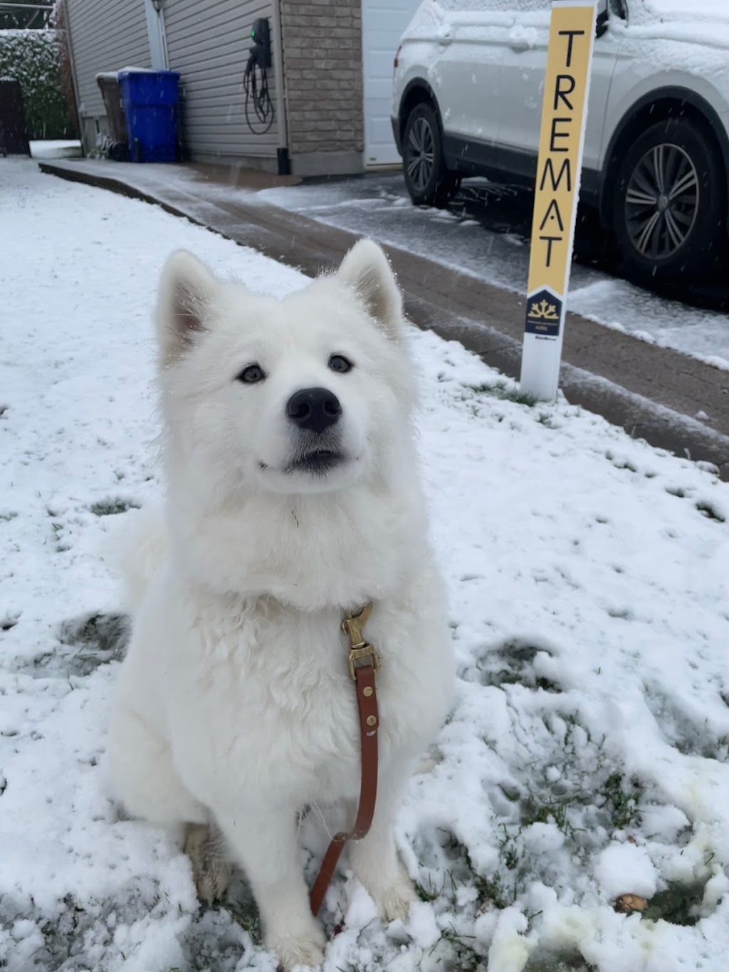 Éducation canine Aux Pieds | 33 Rue des Merisiers, Saint-Rémi, QC J0L 2L0, Canada | Phone: (514) 773-8231
