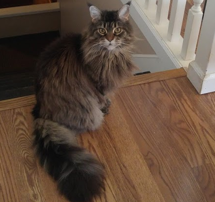 Pet Connection Pet Grooming | 1662 Valleyview Dr, Kamloops, BC V2C 4B5, Canada | Phone: (250) 372-3800
