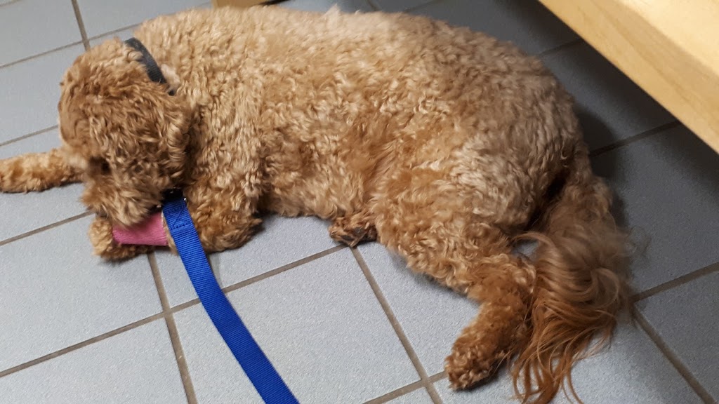 Hagersville Veterinary Svc | 8 Parkview Rd, Hagersville, ON N0A 1H0, Canada | Phone: (905) 768-1611