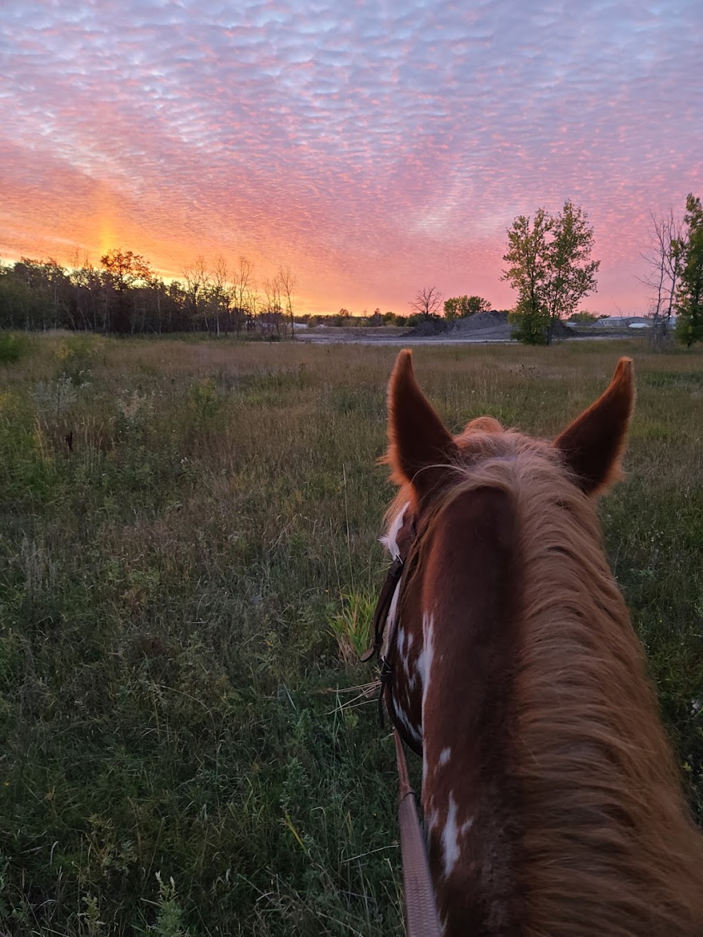 Maplewood Farms by EquineFirst | 950 Ponemah Rd, Winnipeg Beach, MB R0C 3G0, Canada | Phone: (204) 223-3074