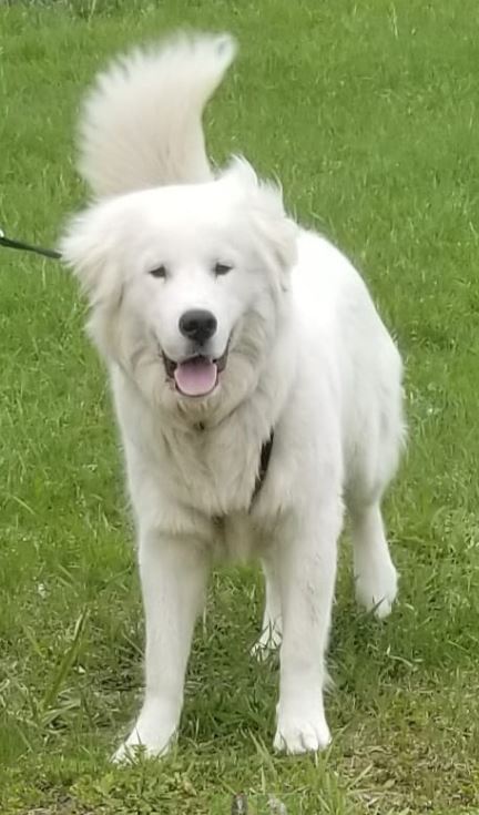 Grey Bruce Animal Shelter | Concession Rd 8 S, Meaford, ON N4K 5N8, Canada | Phone: (519) 372-1911