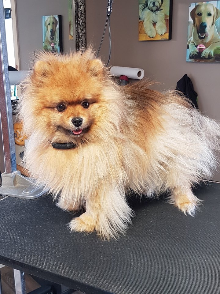 PetSmart | 544 Bayfield St, Barrie, ON L4M 5A2, Canada | Phone: (705) 739-1270