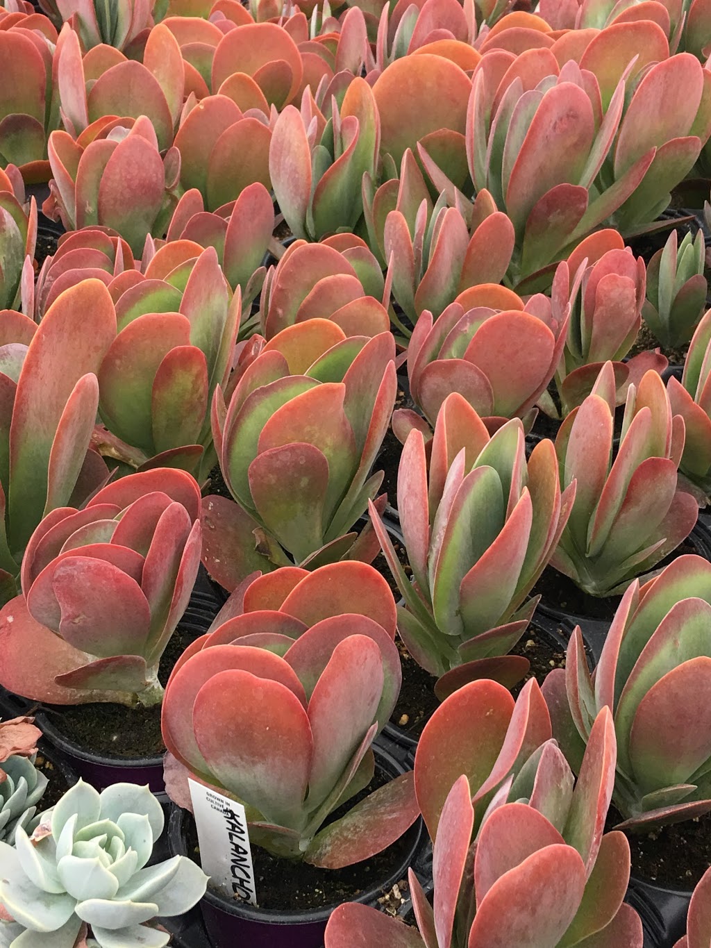 Marvins Gardens Greenhouse | 910 2nd Ave E, Waldheim, SK S0K 4R0, Canada | Phone: (306) 945-5503