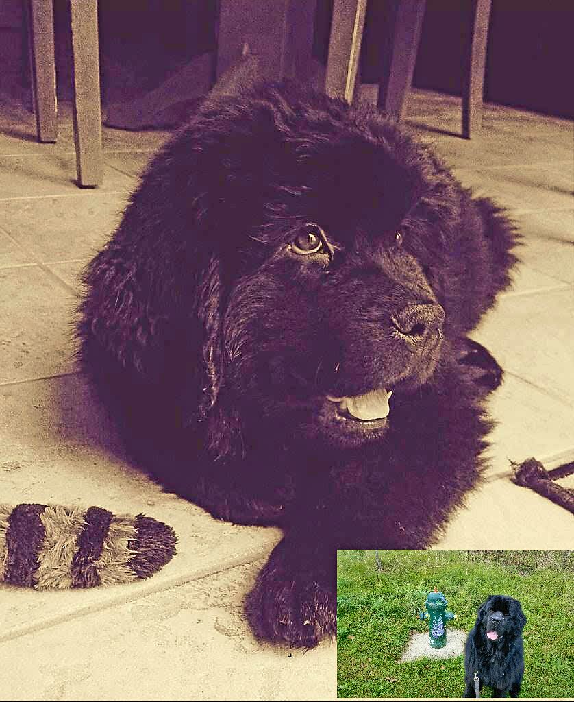 Main Street Animal Hospital | 489 Main St, Cambridge, ON N1R 5S7, Canada | Phone: (519) 622-6988