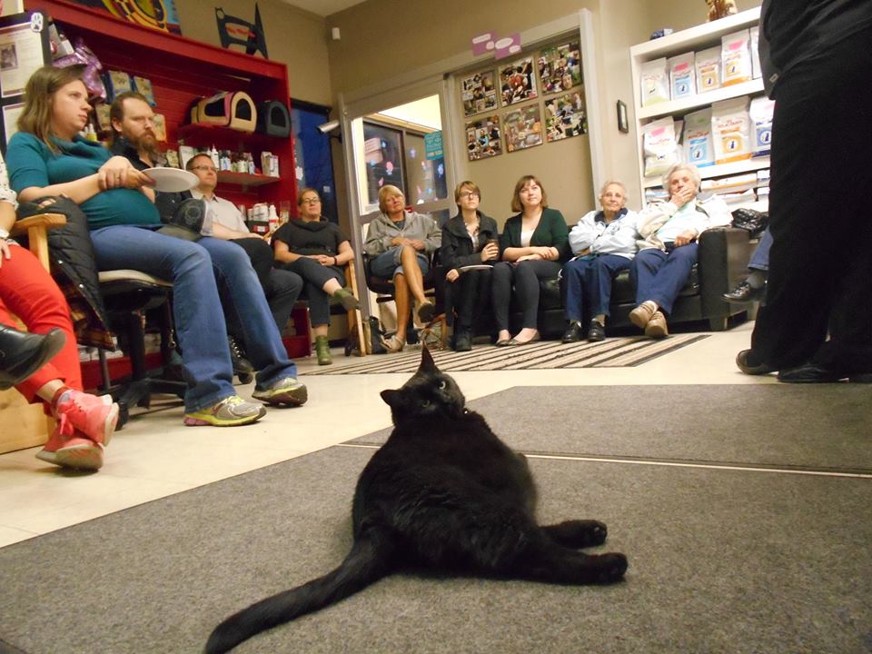Killarney Cat Hospital | 3315 26 Ave SW, Calgary, AB T3E 0N2, Canada | Phone: (403) 246-1115