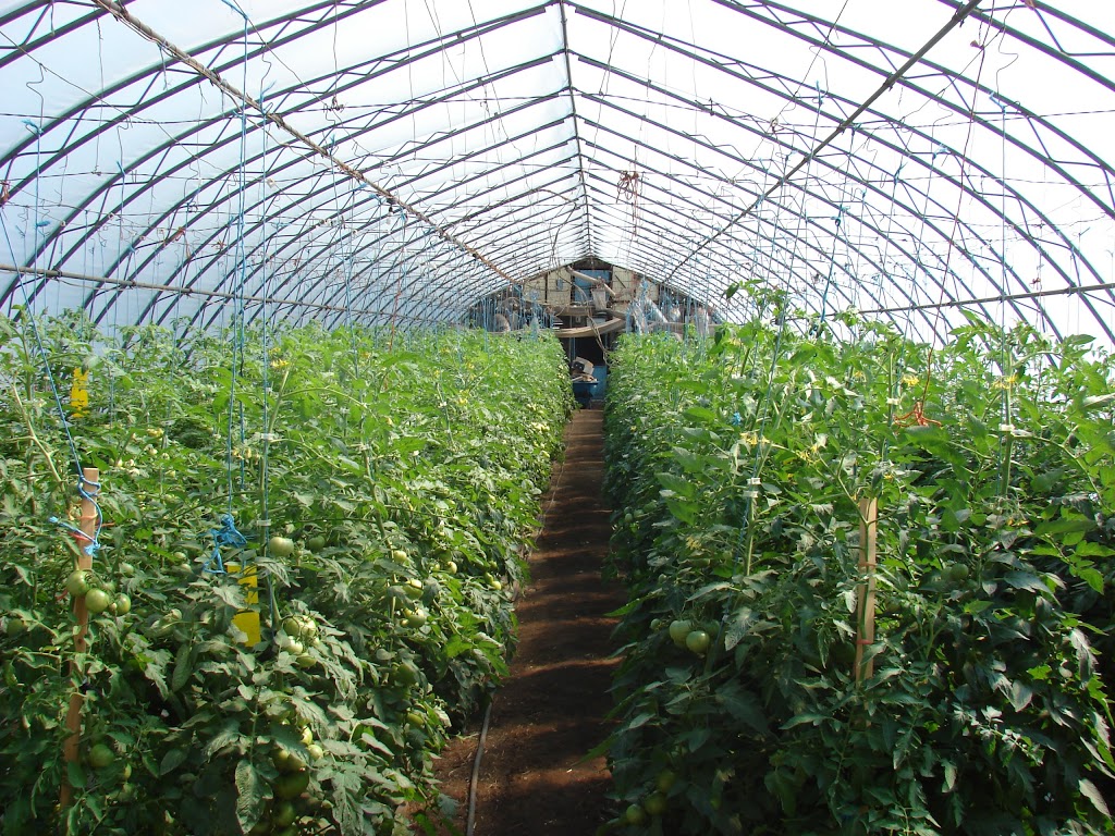 Bleuetière et fraisière, Ferme G. Desmarais | 190 Rang du Chenal Tardif, Pierreville, QC J0G 1J0, Canada | Phone: (450) 568-5200