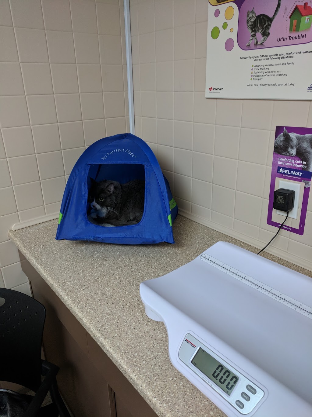 VCA Canada Burlington Animal Hospital | 1231 Guelph Line, Burlington, ON L7P 2T1, Canada | Phone: (905) 335-3515