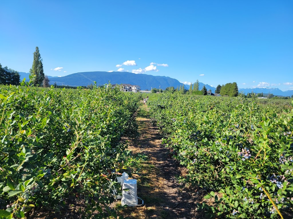 U pick blueberries | 18701 Lougheed Hwy., Pitt Meadows, BC V3Y 2S1, Canada | Phone: (604) 355-4695