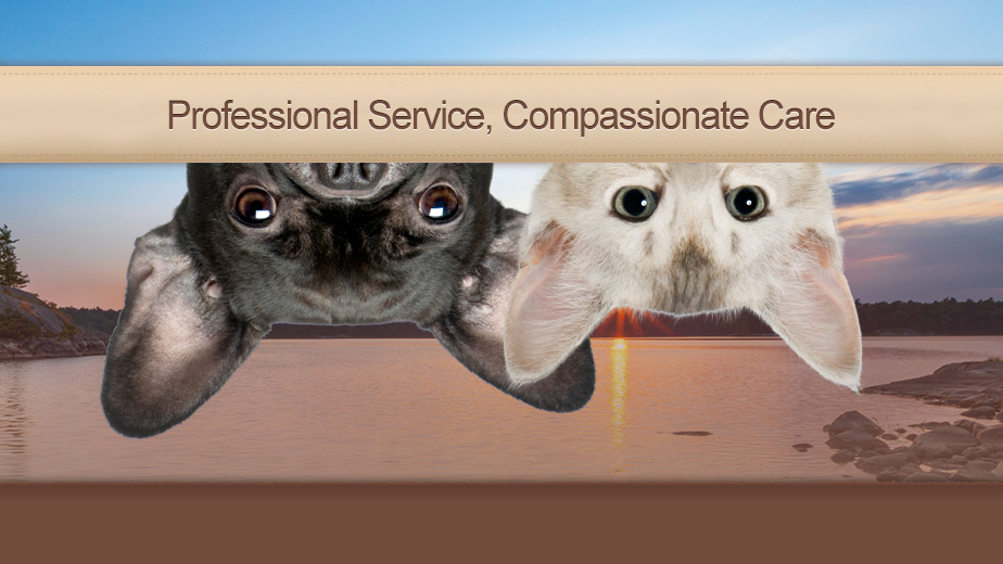 Parry Sound Animal Hospital | 35 Joseph St, Parry Sound, ON P2A 2G3, Canada | Phone: (705) 746-5271