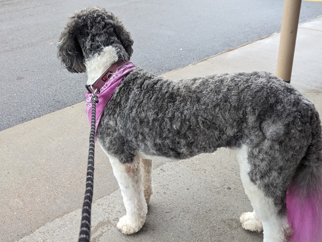 Nadias Grooming | 1575 Ellesmere Rd, Scarborough, ON M1P 2Y3, Canada | Phone: (416) 797-3545
