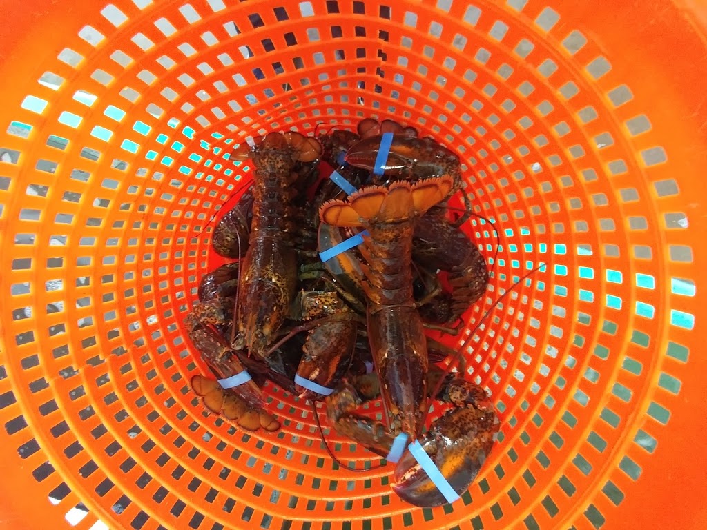Chases Lobster Limited | 7905 NS-6, Pugwash, NS B0K 1L0, Canada | Phone: (902) 243-2408