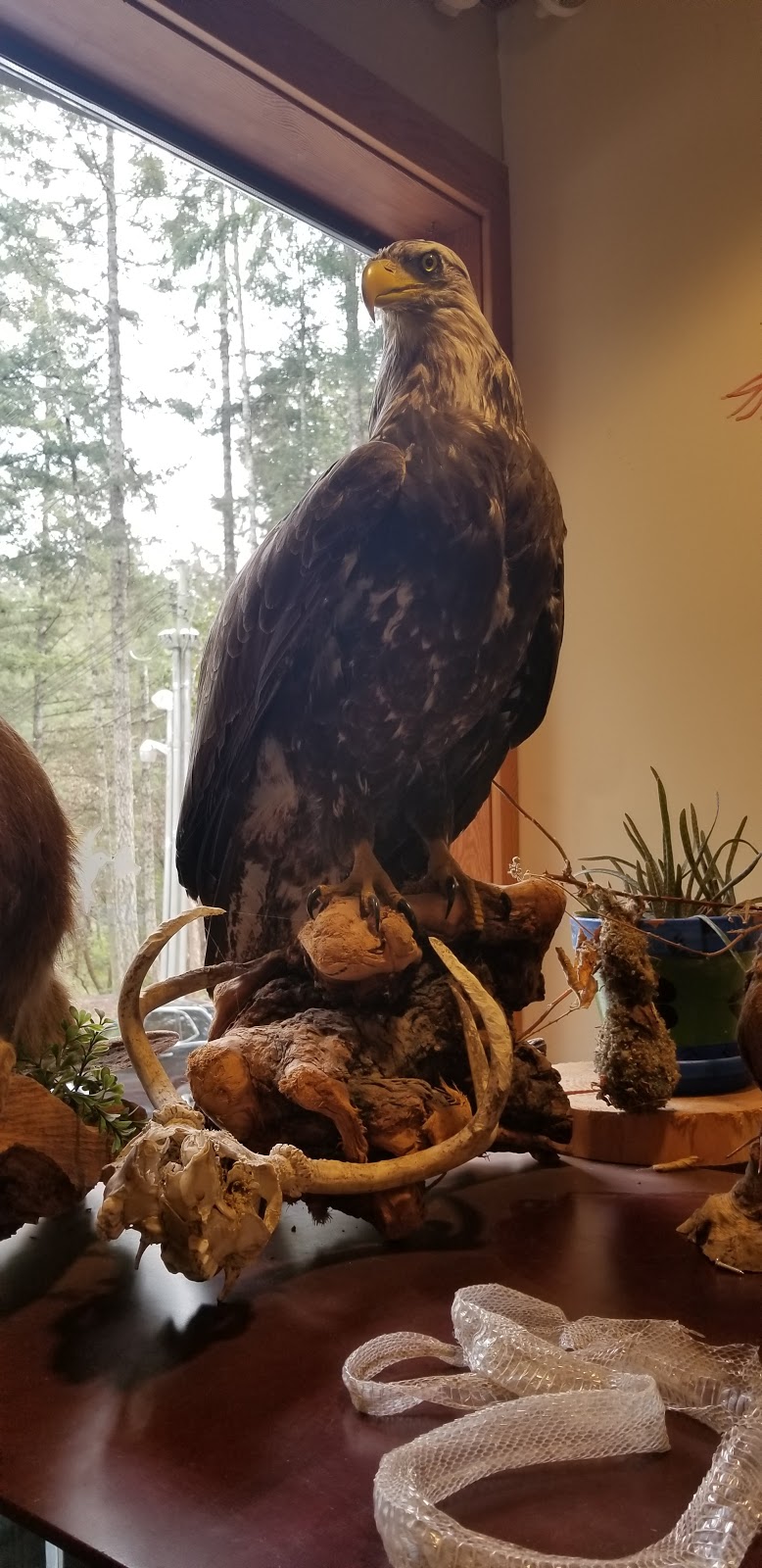 BC SPCA Wild Animal Rehabilitation Centre (Wild ARC) | 1020 Malloch Rd, Victoria, BC V9C 4G9, Canada | Phone: (855) 622-7722