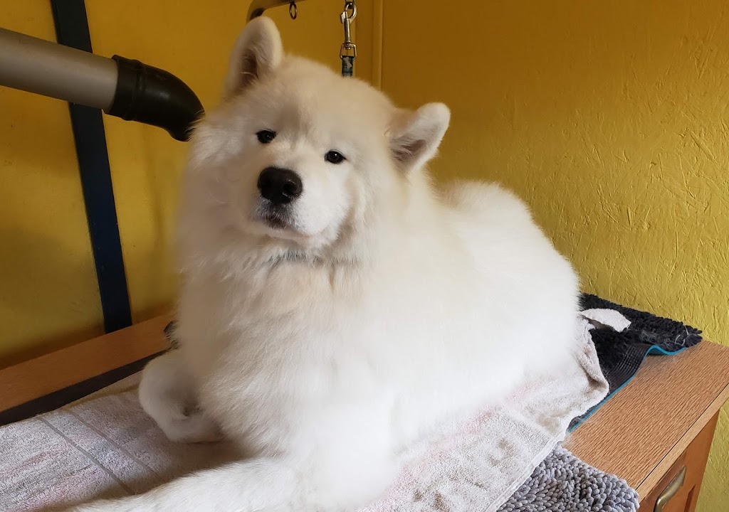 PawsAtively Divine Pet Grooming | 136 NB-121, Bloomfield, NB E5N 7V1, Canada | Phone: (506) 653-7393