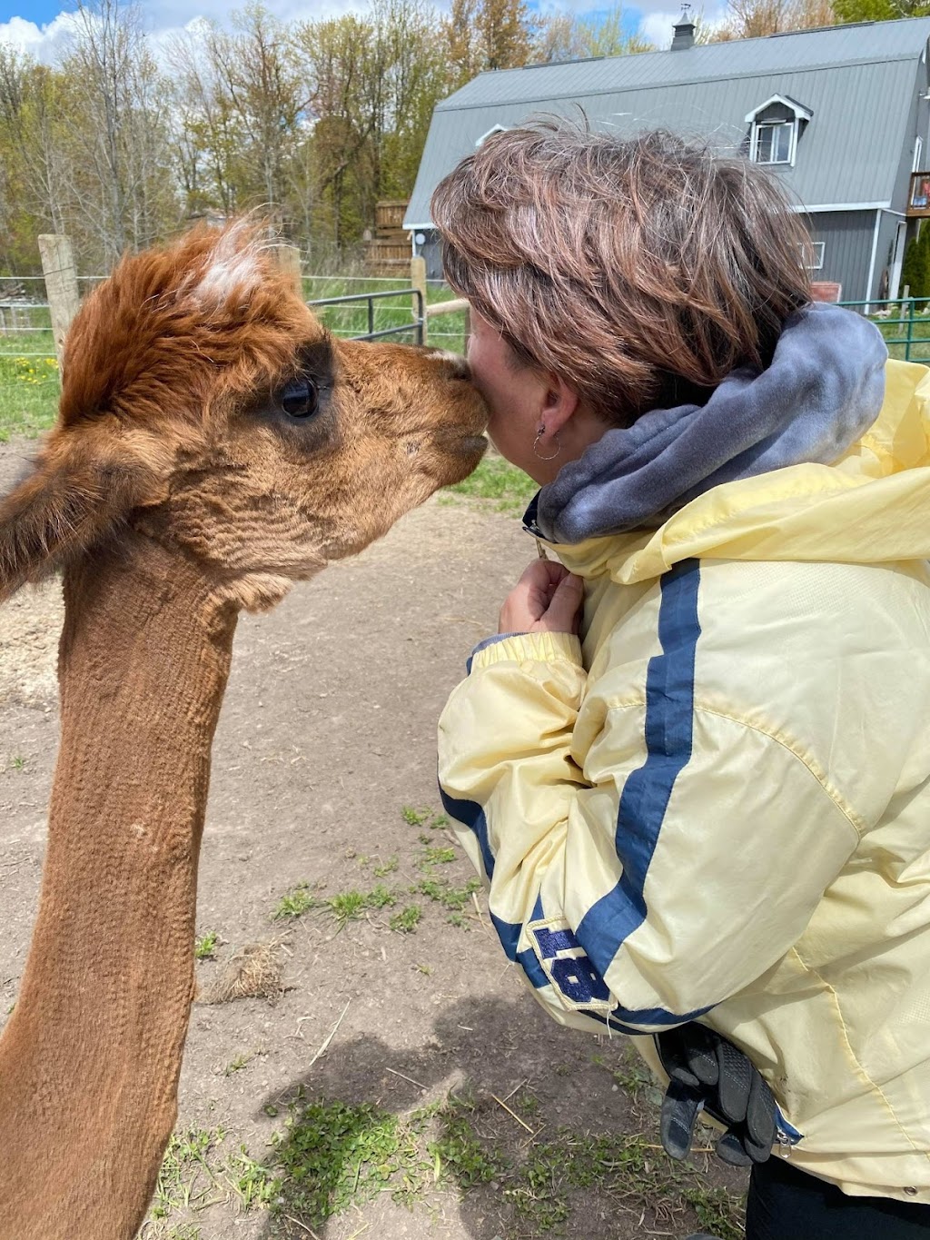 Stoneleigh Farm Alpacas | 9556 Charlton Dr, Denfield, ON N0M 1P0, Canada | Phone: (647) 654-1451