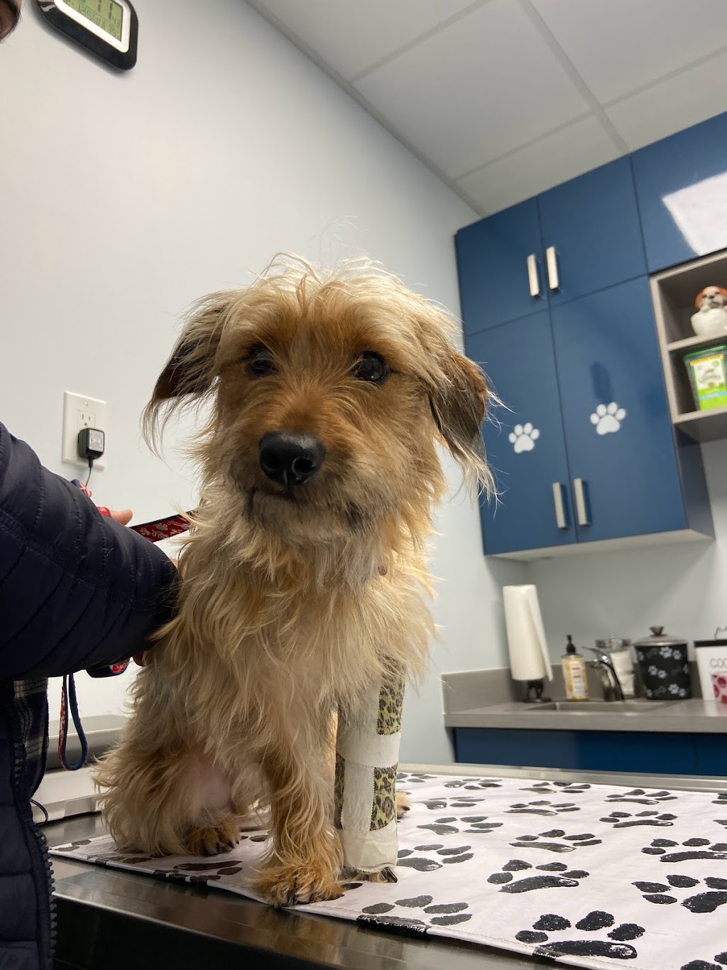 Ambleside Veterinary Hospital | 16412 Ellerslie Rd SW, Edmonton, AB T6W 4S8, Canada | Phone: (780) 433-0300