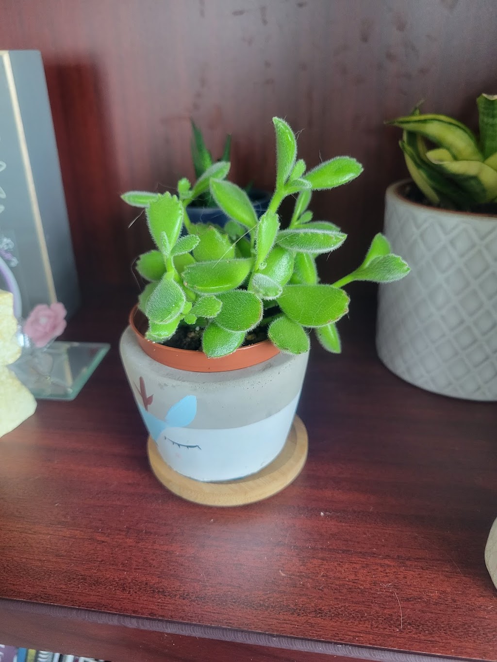 My Little Greenhouse | 260300 Writing Creek Cres Unit C2, Balzac, AB T4A 0G3, Canada | Phone: (825) 735-4858