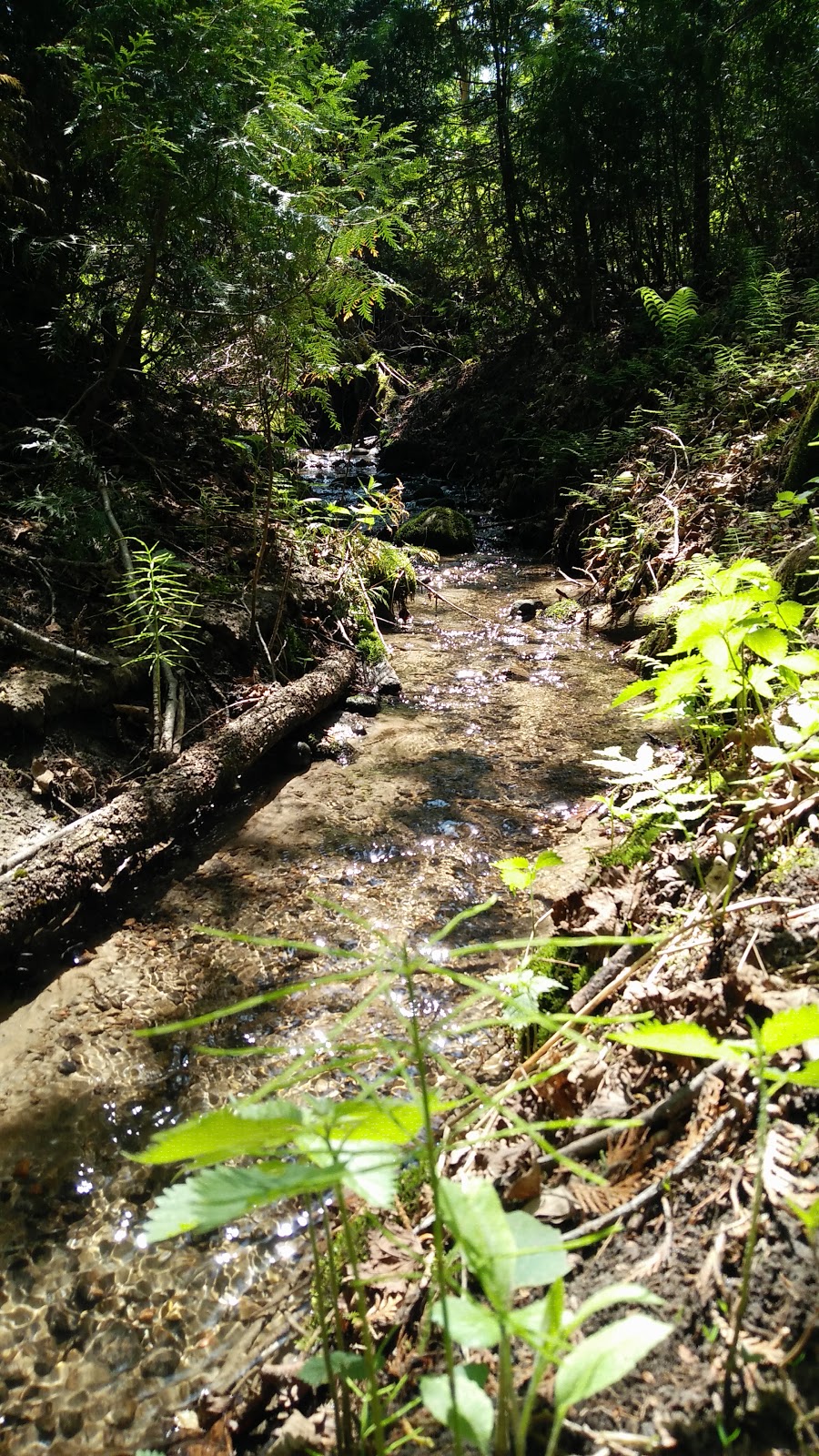 Stephens Gulch Conservation Area | L1C 4V7, 367 Stephens Mill Rd, Bowmanville, ON L1C 4V7, Canada