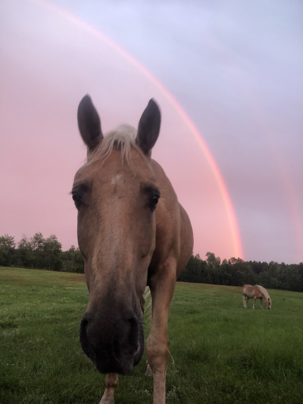 Harmony Acres Holistic Healing | 186 Havergal Rd, Carlow/Mayo, ON K0L 1G0, Canada | Phone: (613) 334-0871