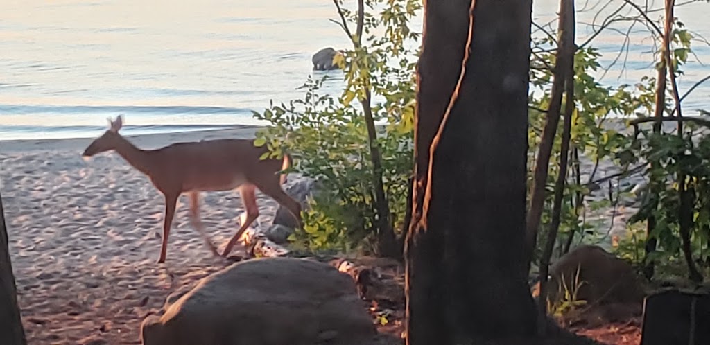 Black Bear Beach Campground | 154 Lieven Rd, Petawawa, ON K8H 1E9, Canada | Phone: (613) 687-7268