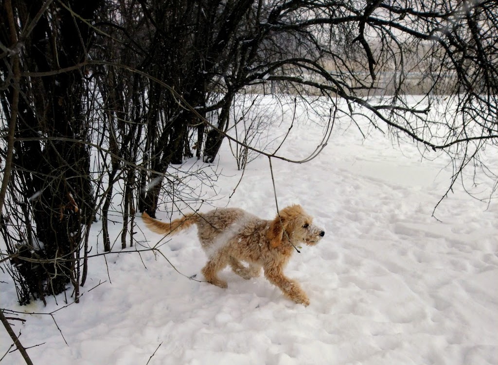 Dog Park | Sherwood Heights Dr, Oakville, ON L6J, Canada