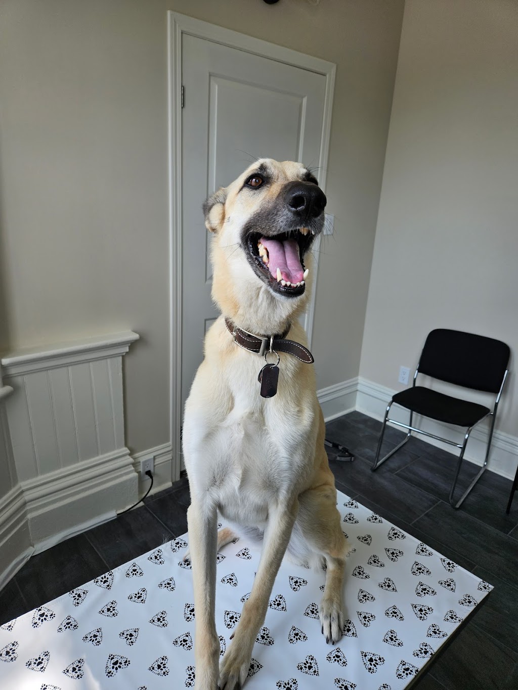 Thorndale Animal Hospital | 233 King St, Thorndale, ON N0M 2P0, Canada | Phone: (519) 433-6900